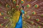 USA, Washington State, Tacoma. Close-up of displaying peacock at Point Defiance Zoo. Art Print